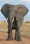 Point of View The Elephant Story